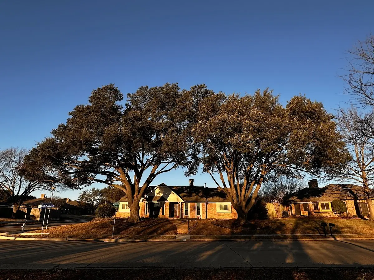 Established residential canopy tree shading a home in Palmer